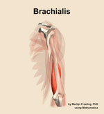 The brachialis muscle of the arm - orientation 3