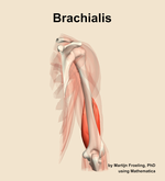The brachialis muscle of the arm - orientation 4