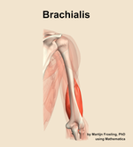 The brachialis muscle of the arm - orientation 5