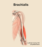 The brachialis muscle of the arm - orientation 6