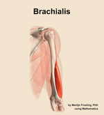 The brachialis muscle of the arm - orientation 7