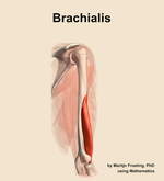 The brachialis muscle of the arm - orientation 8