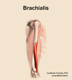 The brachialis muscle of the arm - orientation 9
