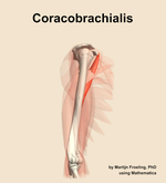 The coracobrachialis muscle of the arm - orientation 10