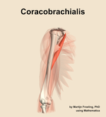 The coracobrachialis muscle of the arm - orientation 11