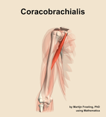 The coracobrachialis muscle of the arm - orientation 12