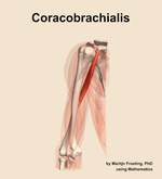The coracobrachialis muscle of the arm - orientation 13