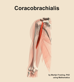 The coracobrachialis muscle of the arm - orientation 14
