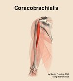 The coracobrachialis muscle of the arm - orientation 15