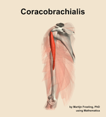 The coracobrachialis muscle of the arm - orientation 16