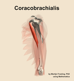 The coracobrachialis muscle of the arm - orientation 2