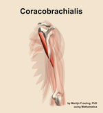 The coracobrachialis muscle of the arm - orientation 3