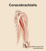 The coracobrachialis muscle of the arm - orientation 4