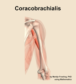 The coracobrachialis muscle of the arm - orientation 5