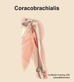 The coracobrachialis muscle of the arm - orientation 6