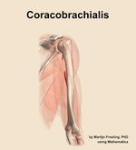 The coracobrachialis muscle of the arm - orientation 7