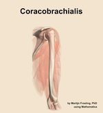 The coracobrachialis muscle of the arm - orientation 8