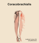 The coracobrachialis muscle of the arm - orientation 9