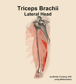 The lateral head of the triceps brachii muscle of the arm - orientation 1