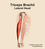 The lateral head of the triceps brachii muscle of the arm - orientation 10