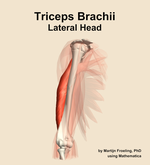 The lateral head of the triceps brachii muscle of the arm - orientation 11