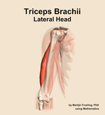 The lateral head of the triceps brachii muscle of the arm - orientation 12