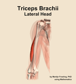 The lateral head of the triceps brachii muscle of the arm - orientation 13