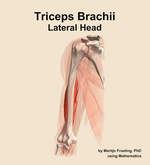 The lateral head of the triceps brachii muscle of the arm - orientation 14
