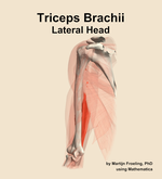 The lateral head of the triceps brachii muscle of the arm - orientation 15