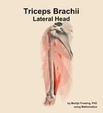 The lateral head of the triceps brachii muscle of the arm - orientation 16