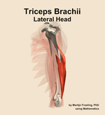 The lateral head of the triceps brachii muscle of the arm - orientation 2