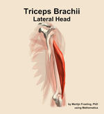 The lateral head of the triceps brachii muscle of the arm - orientation 3