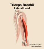 The lateral head of the triceps brachii muscle of the arm - orientation 4