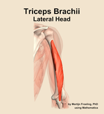 The lateral head of the triceps brachii muscle of the arm - orientation 5