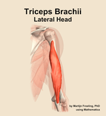 The lateral head of the triceps brachii muscle of the arm - orientation 6