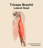 The lateral head of the triceps brachii muscle of the arm - orientation 7