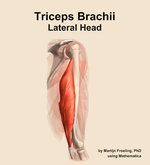 The lateral head of the triceps brachii muscle of the arm - orientation 8