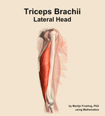 The lateral head of the triceps brachii muscle of the arm - orientation 9