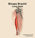 The long head of the biceps brachii muscle of the arm - orientation 1