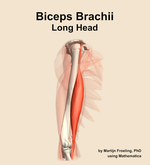 The long head of the biceps brachii muscle of the arm - orientation 10