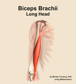The long head of the biceps brachii muscle of the arm - orientation 11