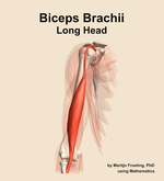 The long head of the biceps brachii muscle of the arm - orientation 12