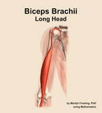 The long head of the biceps brachii muscle of the arm - orientation 13