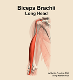The long head of the biceps brachii muscle of the arm - orientation 14