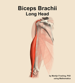 The long head of the biceps brachii muscle of the arm - orientation 15