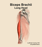 The long head of the biceps brachii muscle of the arm - orientation 16