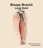 The long head of the biceps brachii muscle of the arm - orientation 2