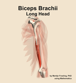 The long head of the biceps brachii muscle of the arm - orientation 3