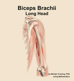 The long head of the biceps brachii muscle of the arm - orientation 4