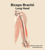 The long head of the biceps brachii muscle of the arm - orientation 5